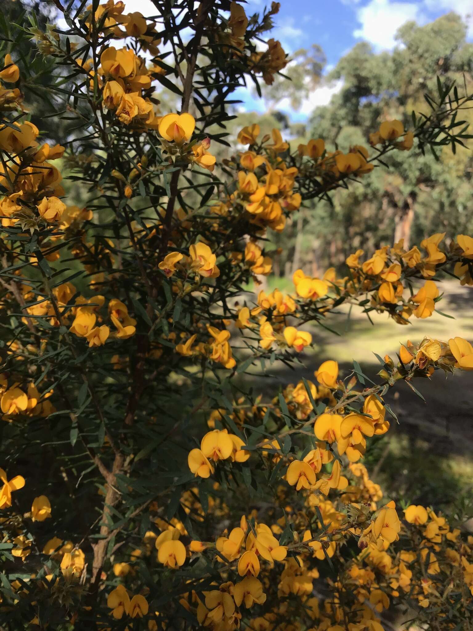 Image of Pultenaea forsythiana