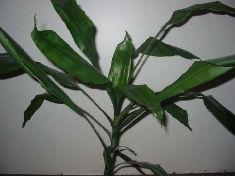 Image of fragrant dracaena