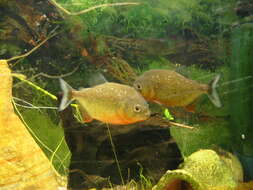 Image of Red-bellied piranha