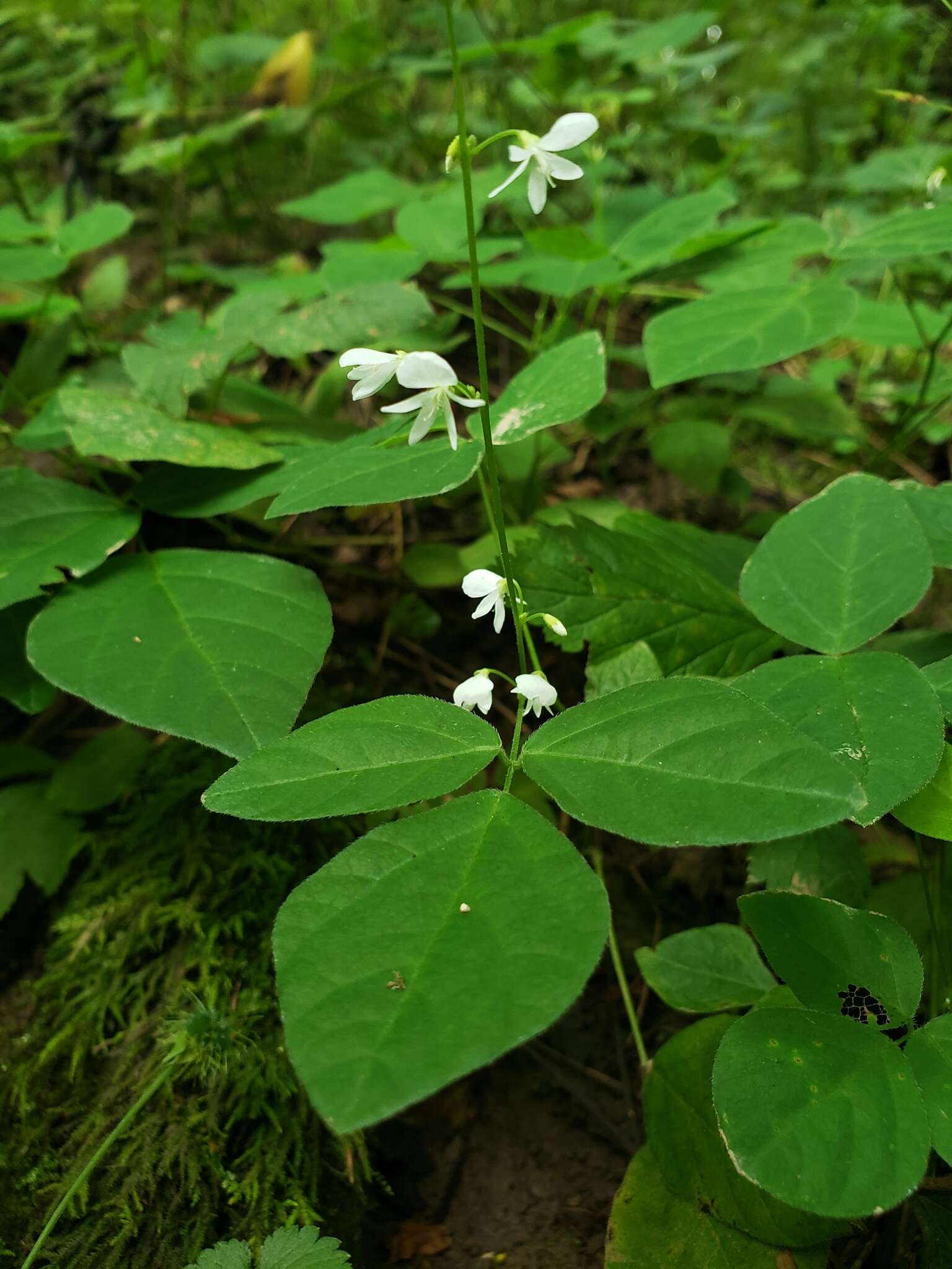 Plancia ëd <i>Hylodesmum pauciflorum</i>