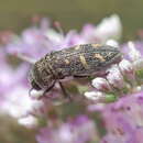 Image of Acmaeoderella troniceki (Obenberger 1935)