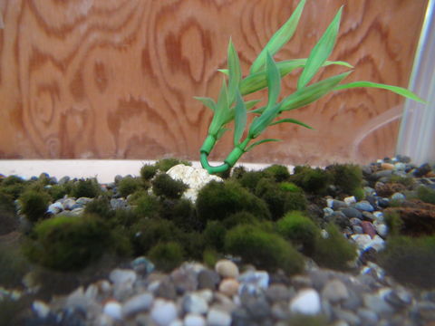 Image of Marimo (or ball seaweed)