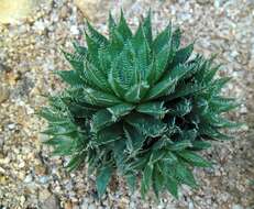 Image of Haworthia bolusii Baker