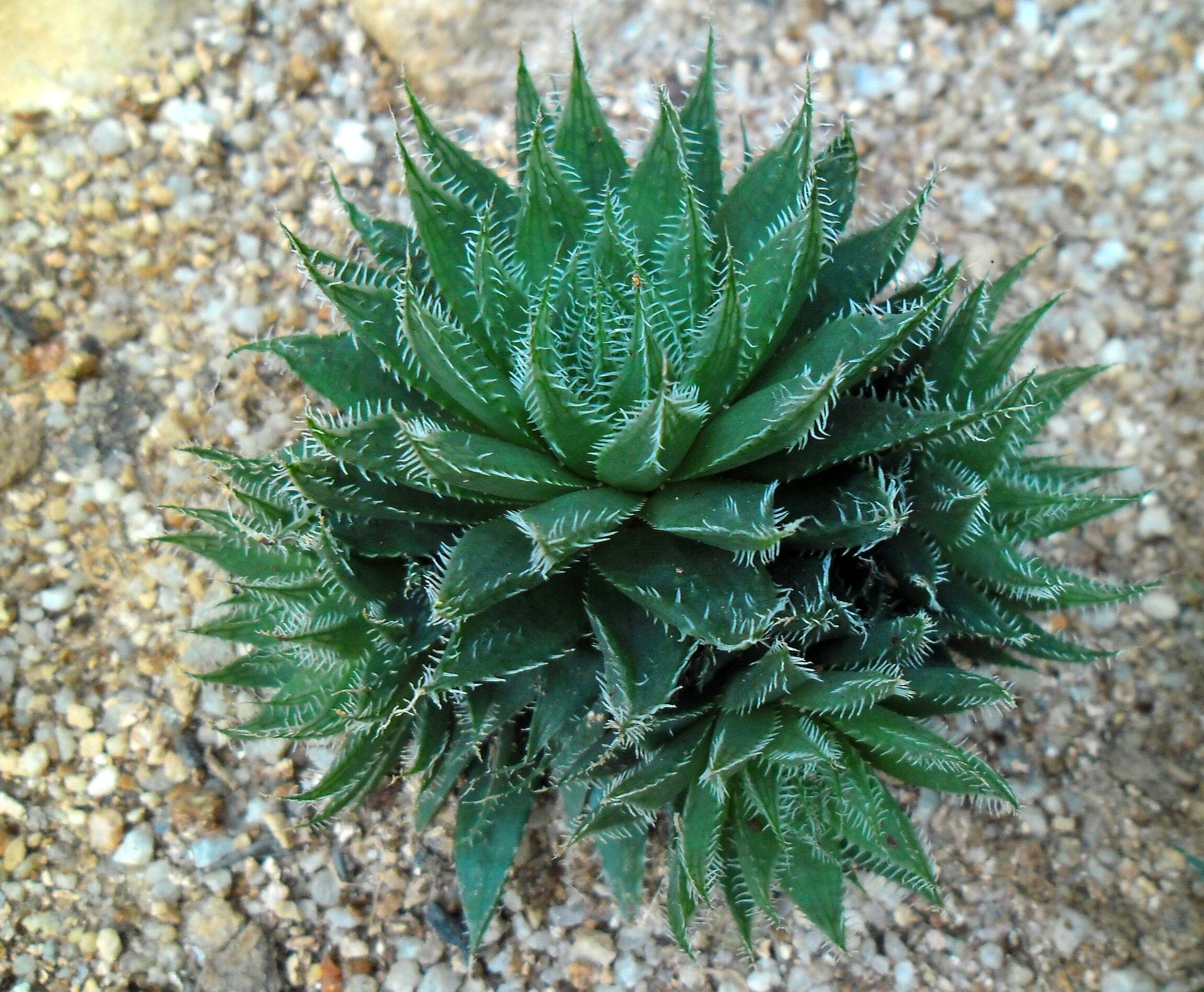 Image of Haworthia bolusii Baker