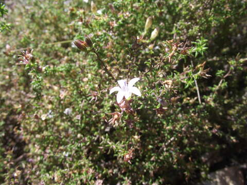 Image of Roella glomerata A. DC.