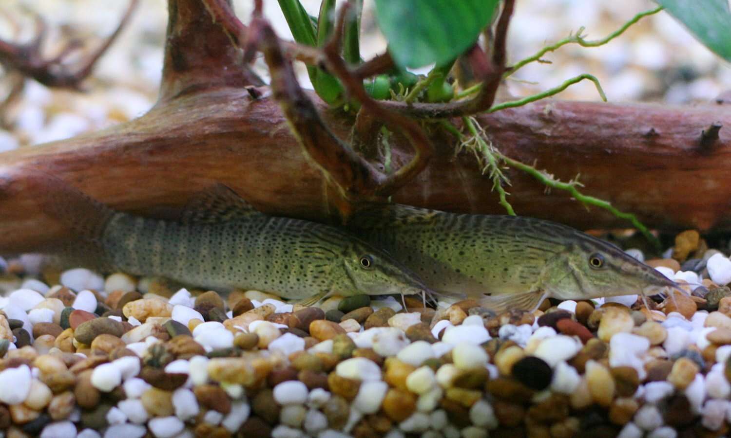 Image of Barred Loach
