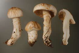 Image of Cortinarius argutus Fr. 1838