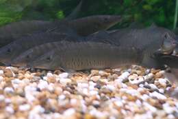 Image of Banded Tiger Loach