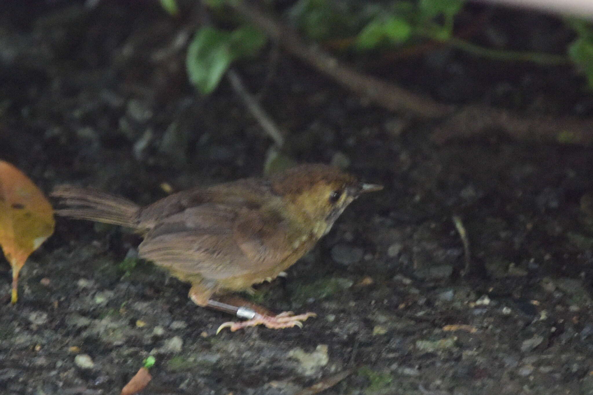 Image of Dusky Fulvetta