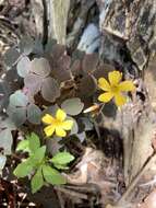 Sivun Oxalis spiralis subsp. spiralis kuva