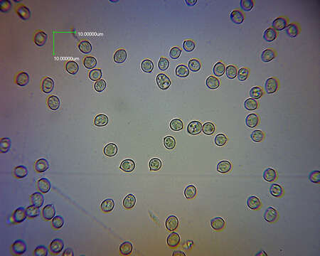 Image of Pluteus pauperculus E. Horak 2008