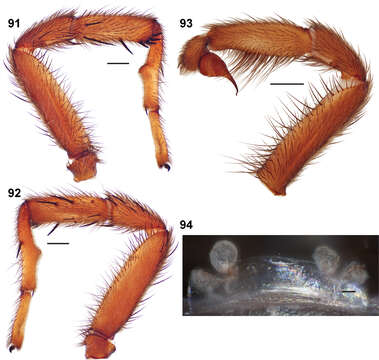 Image of The Windy Point Trapdoor Spider