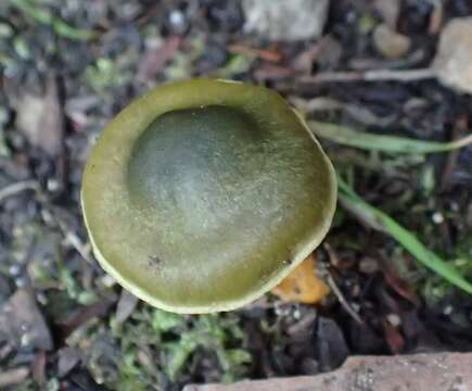 Sivun Cortinarius austrovenetus Cleland 1928 kuva