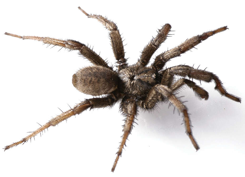 Image of The Windy Point Trapdoor Spider