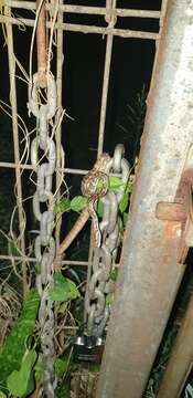 Image of Morelia spilota variegata Gray 1842