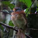 Image of Rufous-necked Puffbird