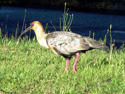 Image of Black-faced Ibis