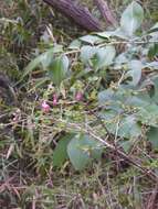 Lonicera gracilipes Miq.的圖片