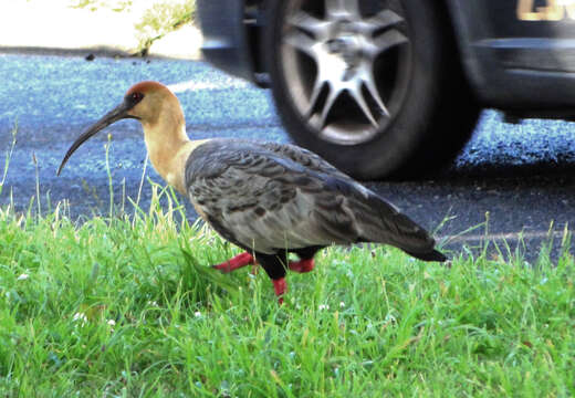 Image of Black-faced Ibis