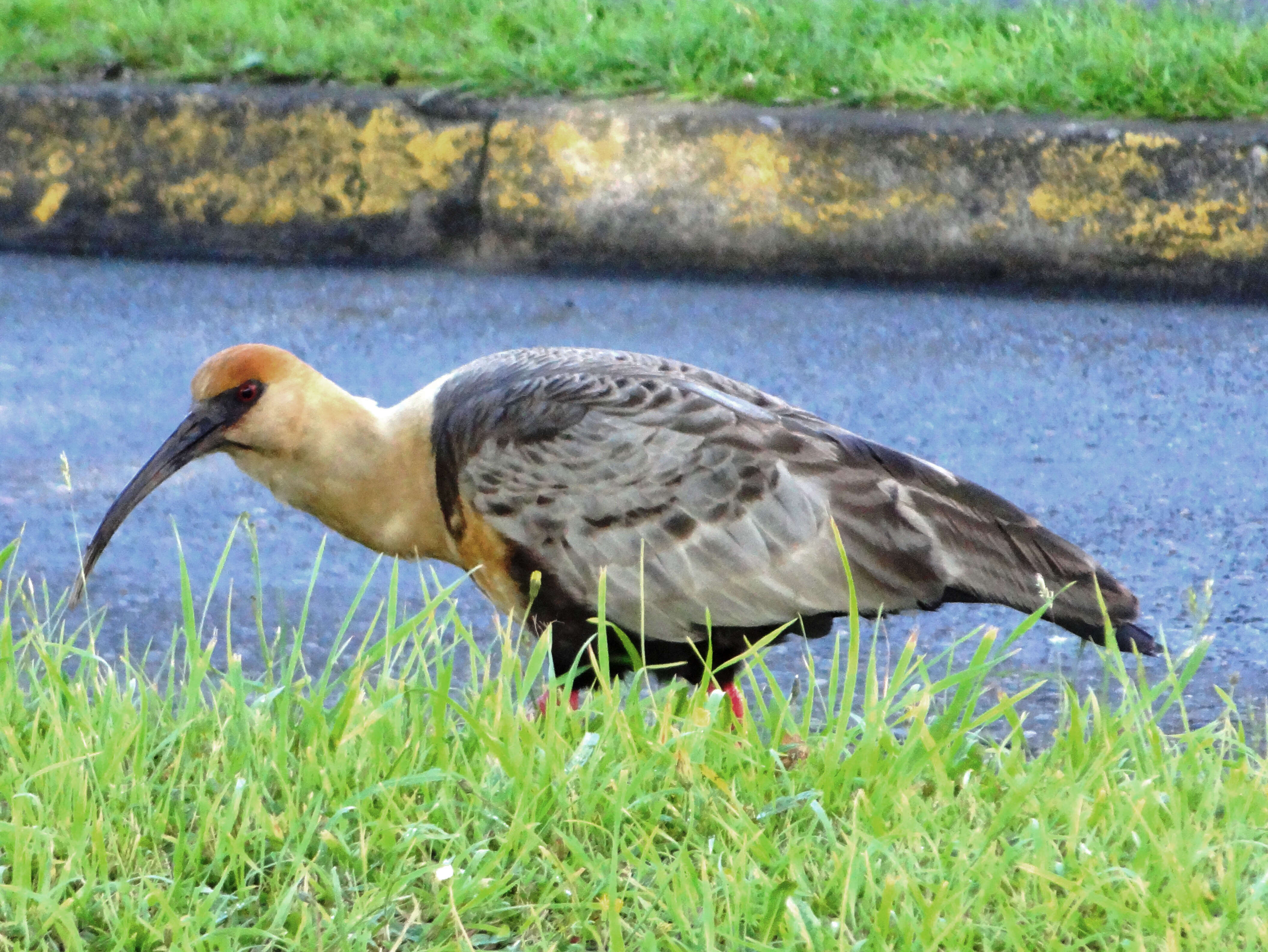 Image of Black-faced Ibis