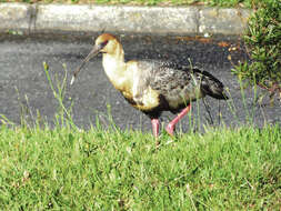 Image of Black-faced Ibis