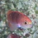 Image of Sailfin anthias