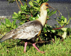 Image of Black-faced Ibis