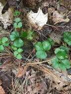 Image of Coptis trifolia subsp. trifolia