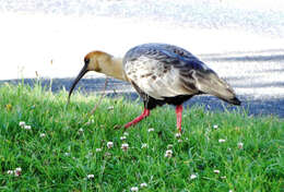 Image of Black-faced Ibis