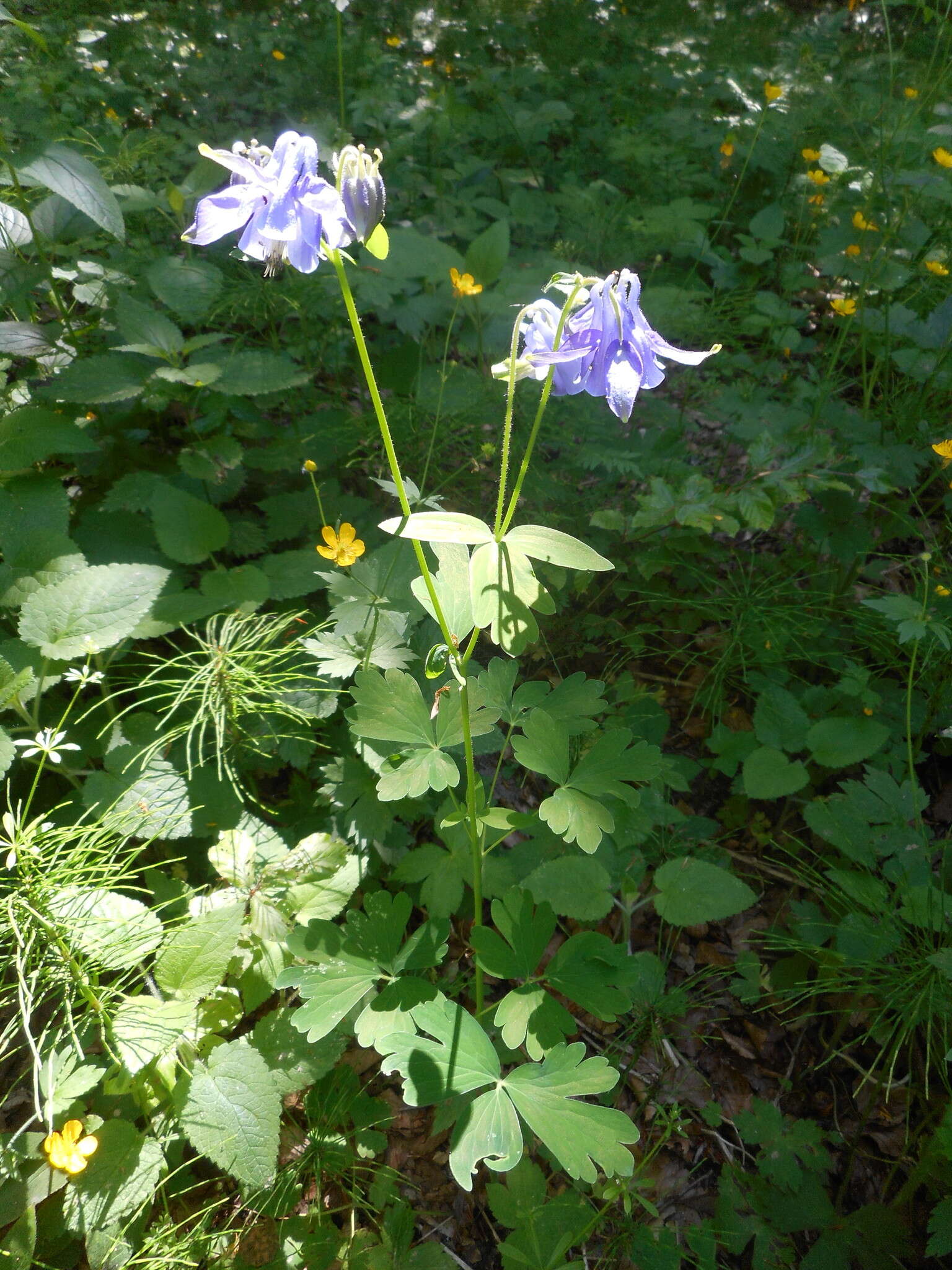 Image of Aquilegia dumeticola Jord.