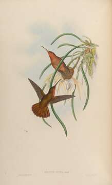 Image of Hook-billed Hermit