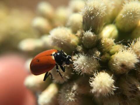 Image of Ladybird beetle