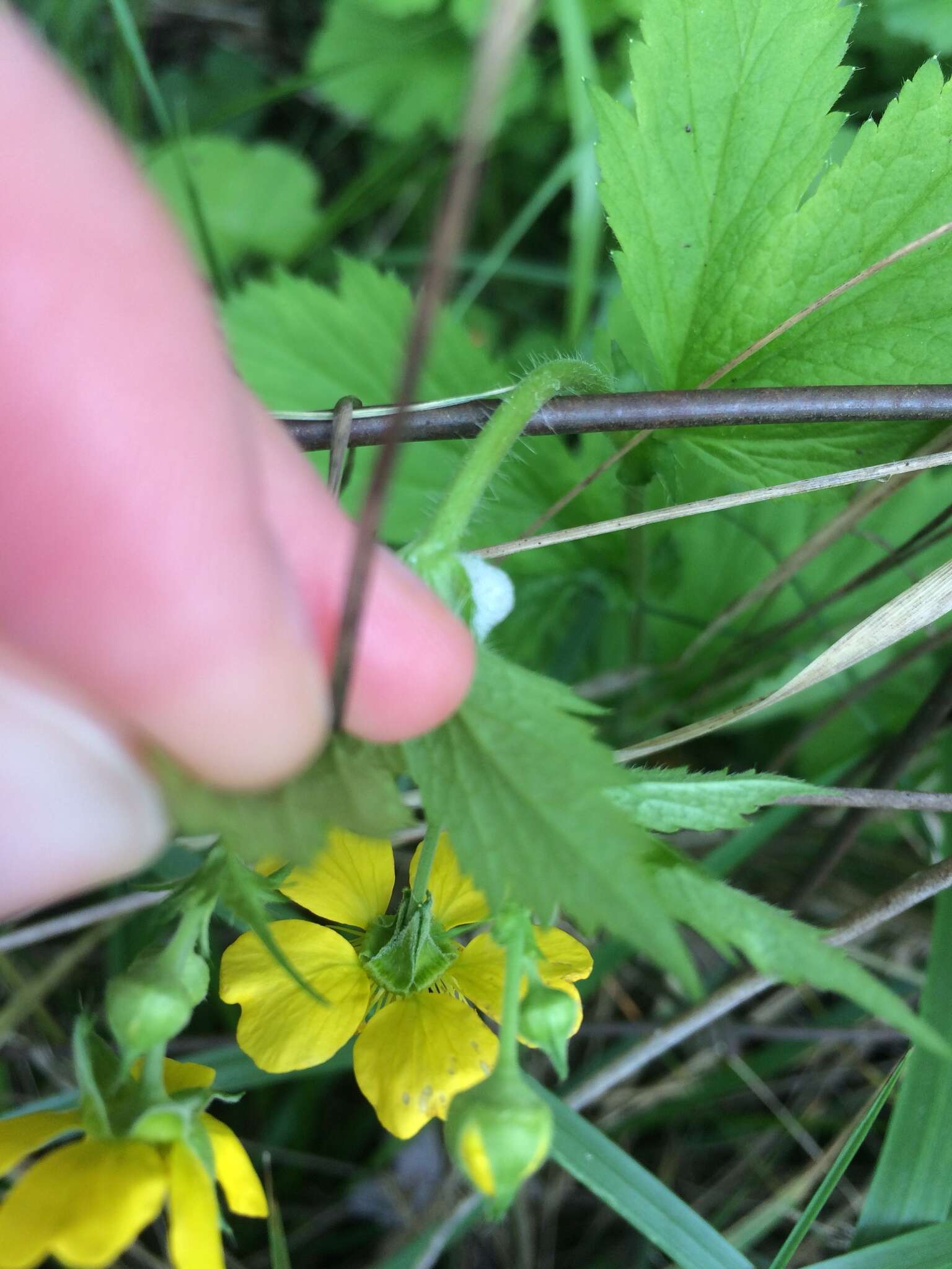 Image de Geum macrophyllum var. macrophyllum