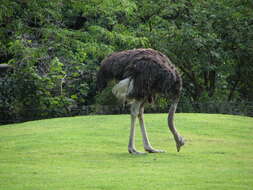 Image of ostriches