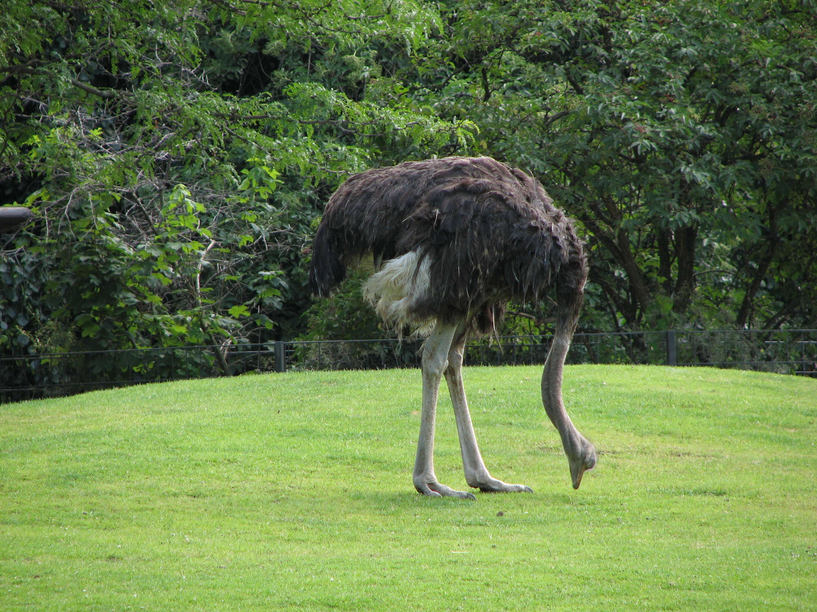 Image of ostriches