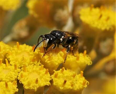 Image of Hylaeus nigritus (Fabricius 1798)