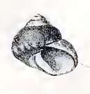 Image of Cantharidus fulminatus (Hutton 1873)