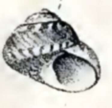 Image of Cantharidus fulminatus (Hutton 1873)