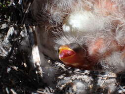 Image of Yellow Canary