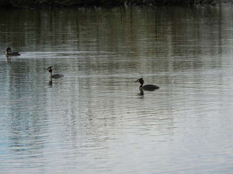 Image of Great Crested Grebe