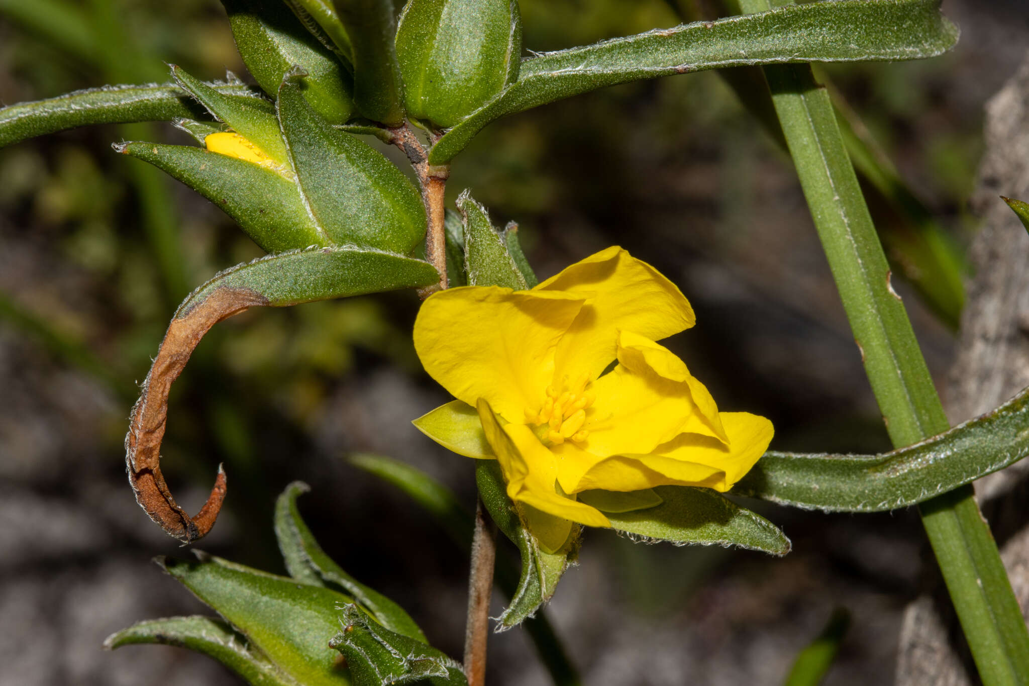 Image of Hibbertia vaginata (Benth.) F. Müll.