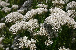 Image of Strandveld Blombush
