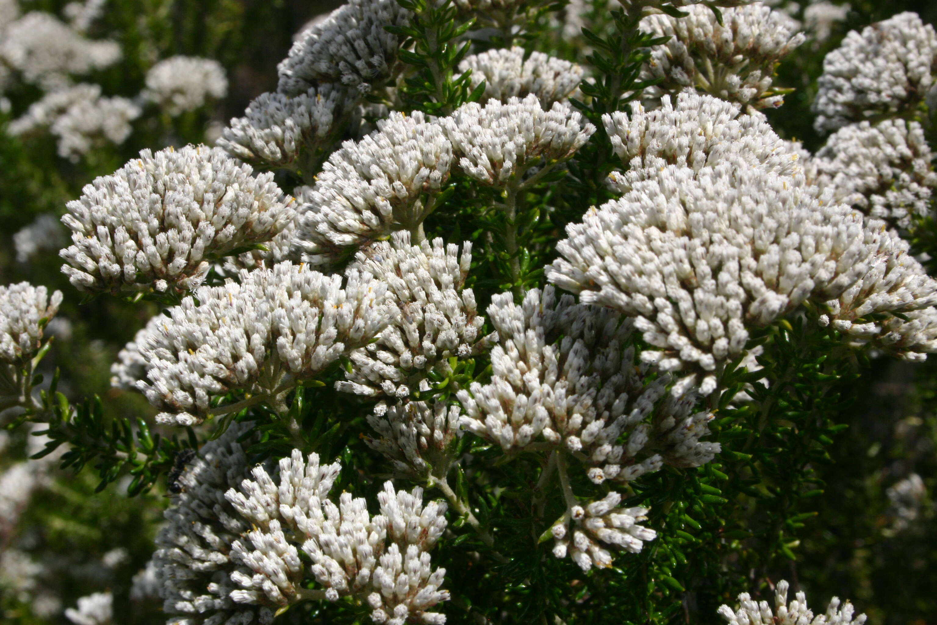 Image of Strandveld Blombush