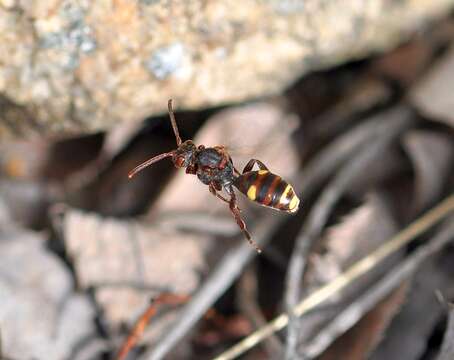 Image de Nomada fusca Schwarz 1986