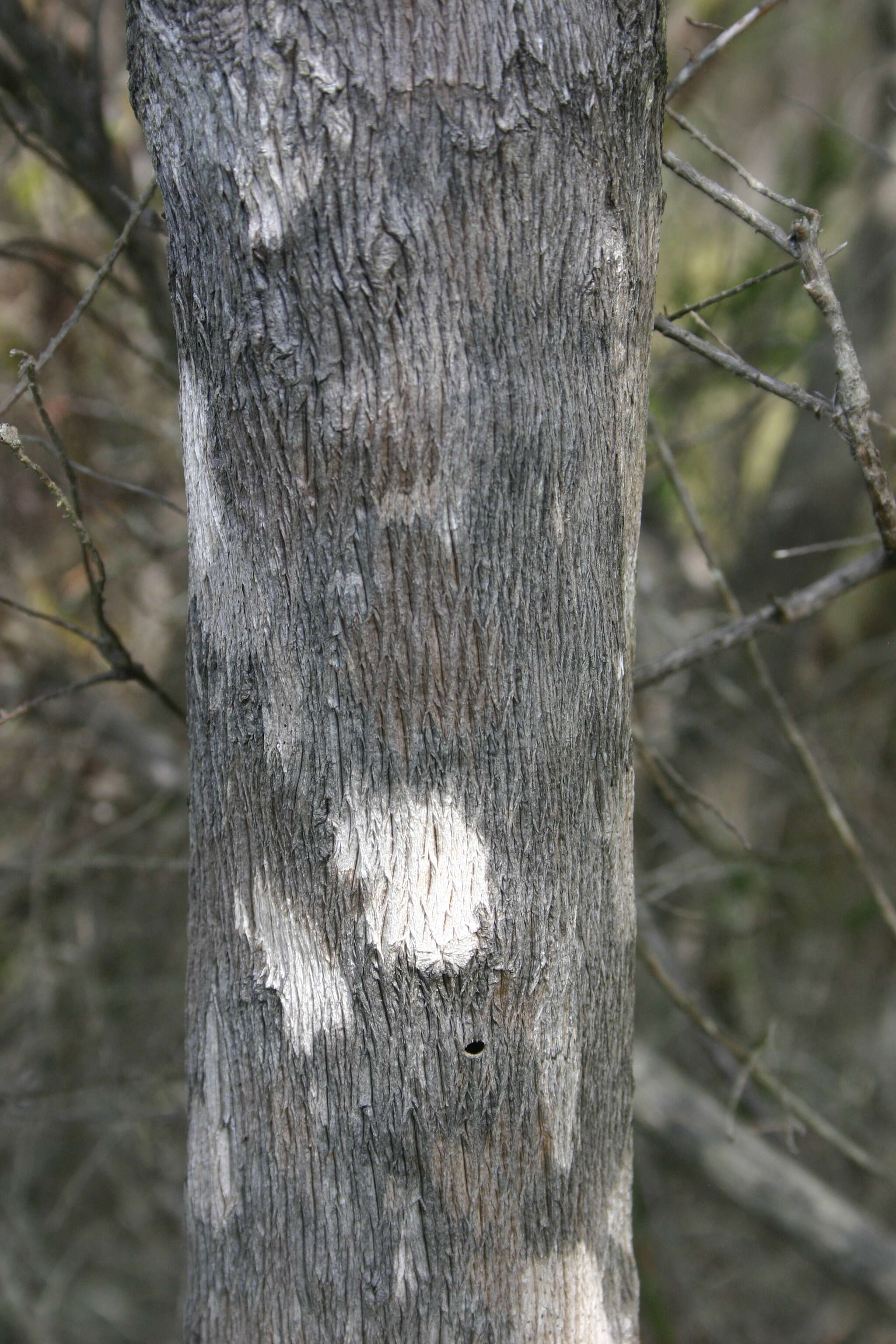 Image of Strandveld Blombush