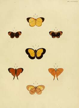 Image of Callidula evander Cramer 1782