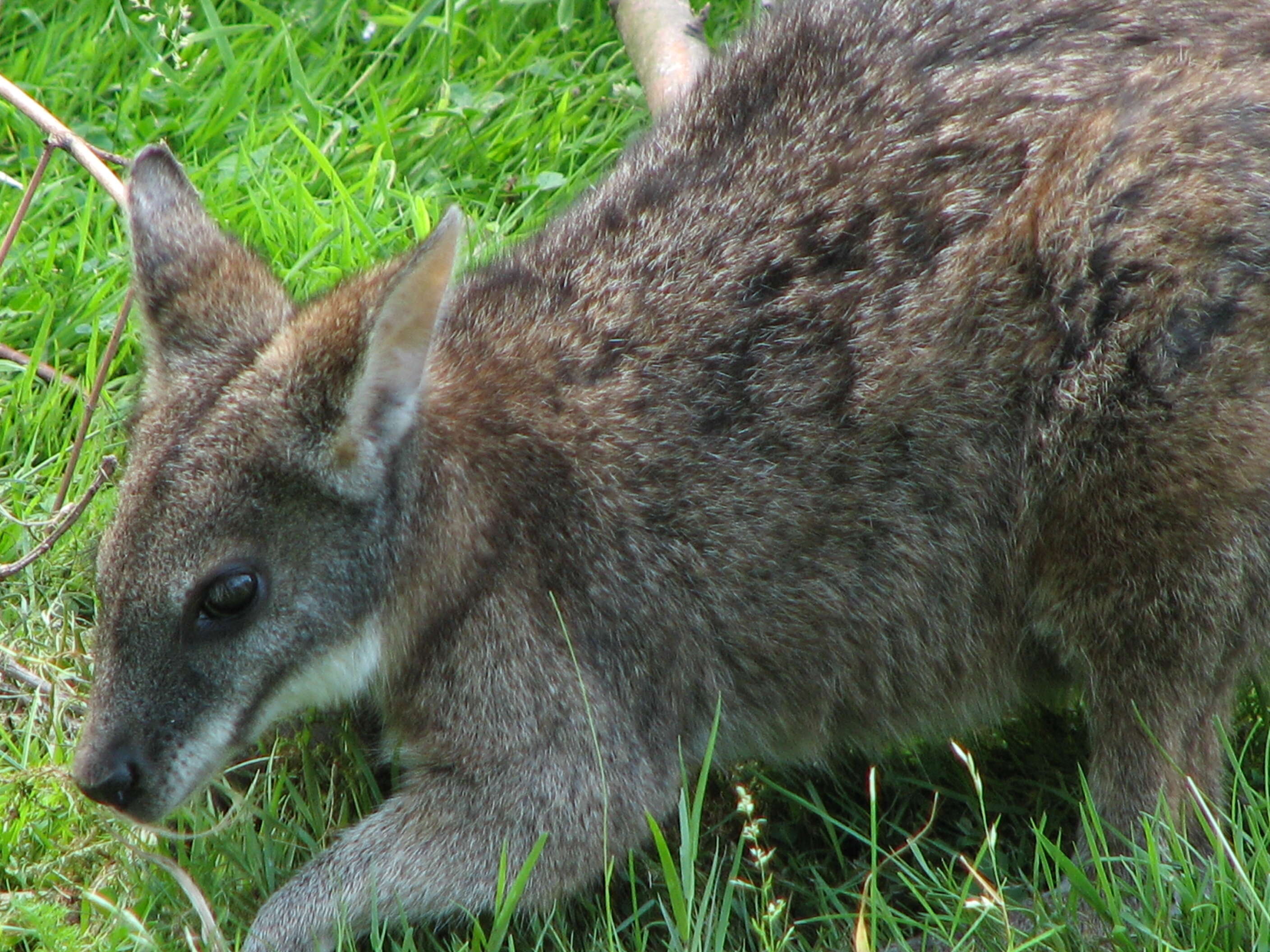Image of Parma Wallaby