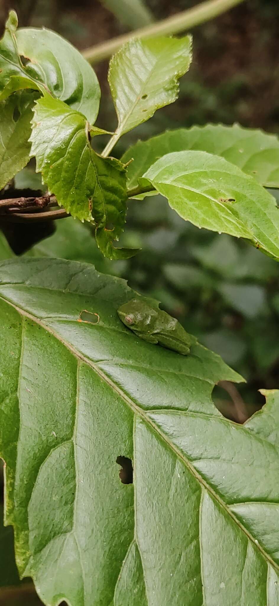 Image of Jayaram's bush frog