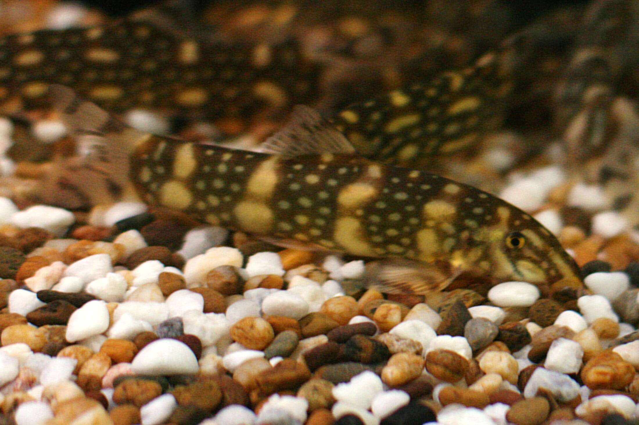 Image of Kubota's Clown Loach