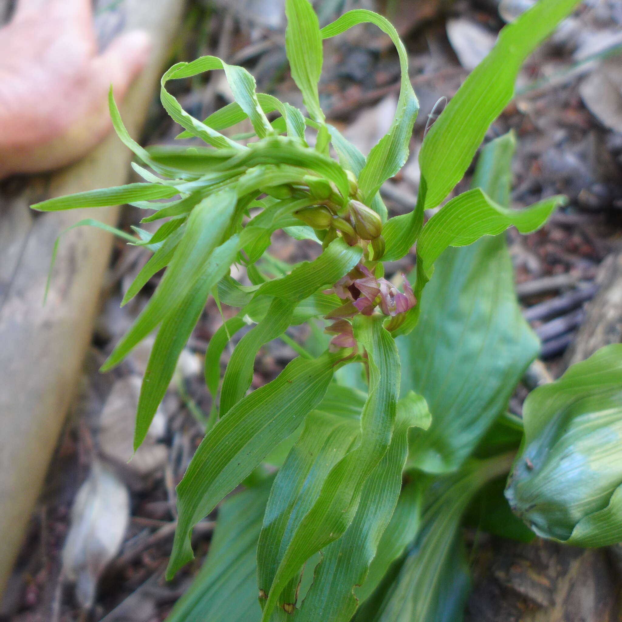 Image of Broad-leaved Helleborine